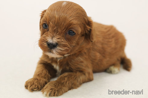 成約済の神奈川県のキャバプー:キャバリア×トイプードル-370011の2枚目